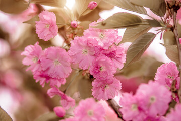 Japanese cherry blossoms on a green natural background