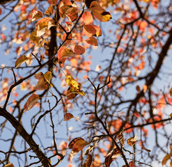 Apple tree branches with autumn leaves on sky background.	
