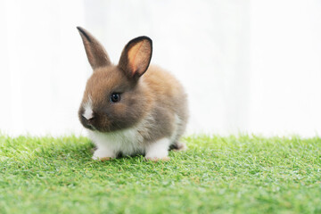 Fluffy rabbit bunny sitting green grass in spring summer background. Infant dwarf bunny brown white...