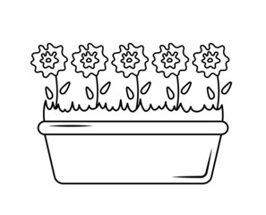 Home flowers in a long pot. Home plant - an element of home or office interior design. Design elements for gardening, greenhouse, coloring books with flowers, stickers. Doodle style