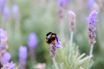 Bumblebee on a violet lavender