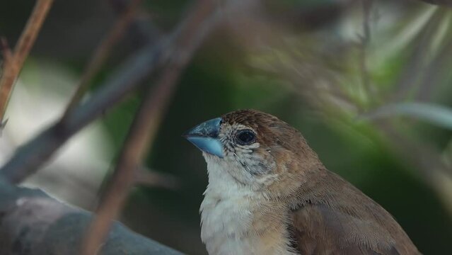 Little Sparrow Sitting on a Tree Branch and Sleeping like power naps 