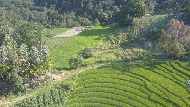 Rice plantation with stepped terraces located in rural site of Ella on sunny day. Green trees grow in lush jungle in Sri Lanka aerial view
