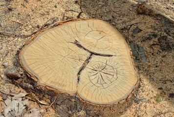 Souche d'arbre triple cercles