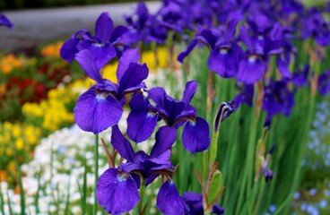 5月の花壇に静かに咲くアイリスの花　風情ある風景　古河公園