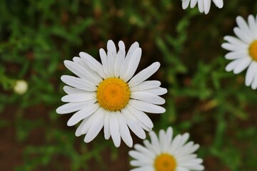 可憐に咲く白い花　マーガレット　春の日　古河公園