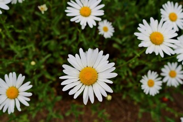 Fototapeta premium 可憐に咲く白い花 マーガレット 春の日 古河公園