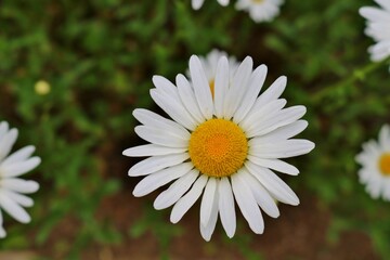 可憐に咲く白い花　マーガレット　春の日　古河公園