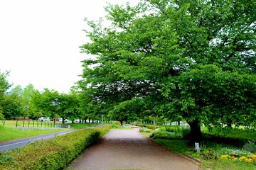 新緑がきれいな春　散策路　古河公園