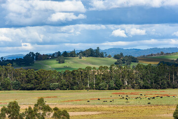 Landscape Tarrawarra, Victoria, Australia, Landscape