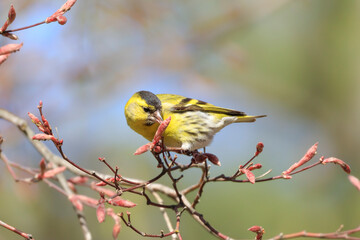 Oriental Greenfinch that eats aphids attached to flower buds