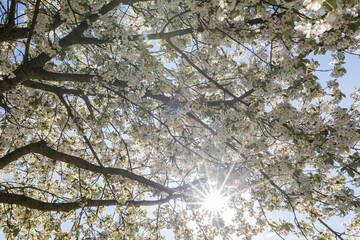 Sun shining through white branches of blossoming cherry tree