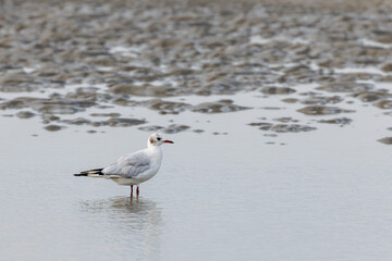 Black-headed gull (Chroicocephalus ridibundus) at the beach of Juist, East Frisian Islands, Germany.