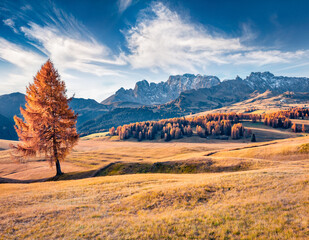 Fototapeta Lonly orange larch tree on the Alpine meadow. Adorable autumn view of Alpe di Siusi mountain plateau. Exciting morning scene of Dolomite Alps, Ortisei locattion, Italy. Traveling concept background.. obraz