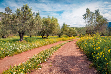 Marvelous spring view of olive garden. Fresh green scene of Zakynthos island. Colorful morning...