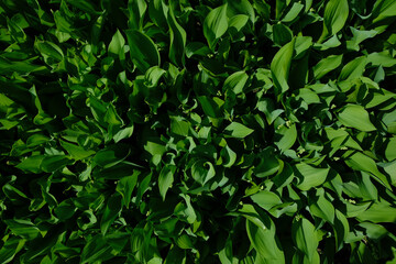 Dark green lily of the valley leaves on a sunny morning after the rain. Fibonacci spiral in nature. Top view. Selective focus.