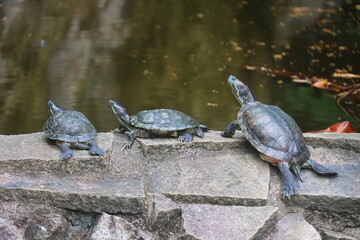 Obraz premium Tortoises lazing in the water catching a suntan
