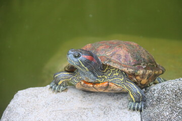 Tortoise resting on a rock and enjoying the sun