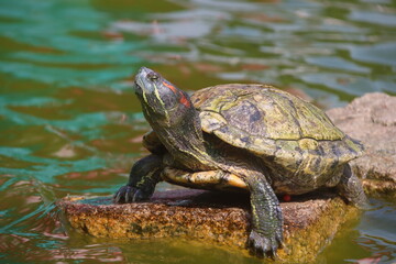 Tortoise resting on a rock and enjoying the sun