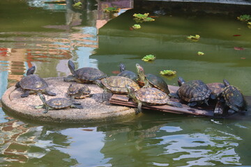 Tortoises lazing in the water catching a suntan