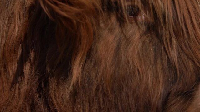 Close Up Of Highland Cattle's Face Covered With Long Reddish Brown Coat. headshot