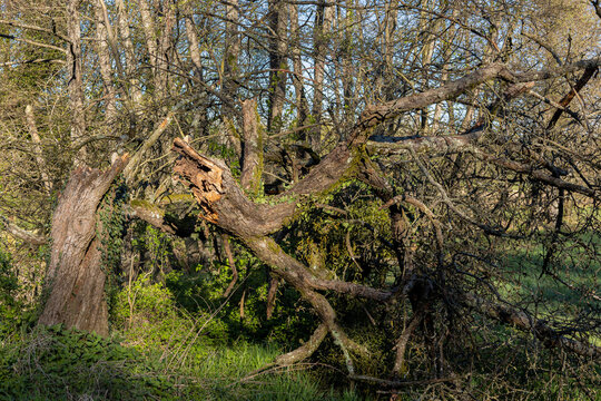 Durch Unwetter Umgest&uuml;rzter Obstbaum