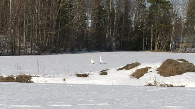 Two whooper swans walk tentatively through snow
