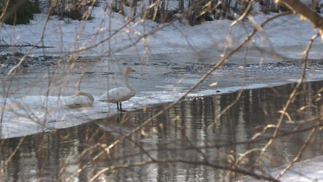Two white whooper swans by lake through tree in foreground