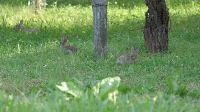 Three wild European rabbits, Oryctolagus cuniculus
