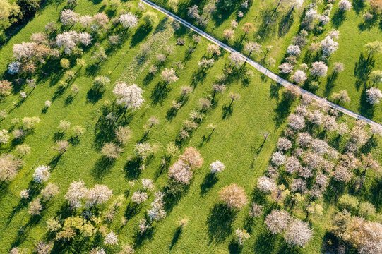 Germany, Baden-Wurttemberg, Neidlingen, Aerial view of blossoming fruit trees in spring
