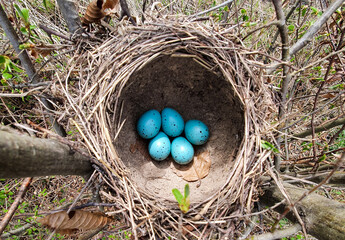 a close-up with a nest with blackbird eggs (urdus merula)