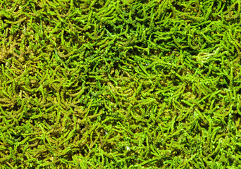 a macro with green tree moss