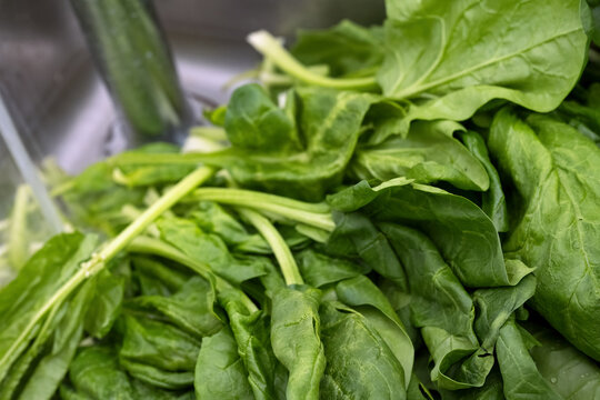 Organic green spinach leaves freshly harvested and ready to be washed in the kitchen sink, selected focus