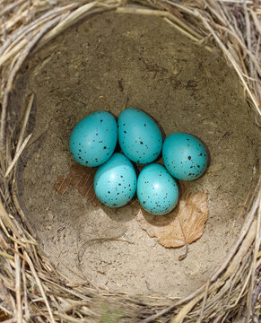 a close-up of eggs from a blackbird's nest