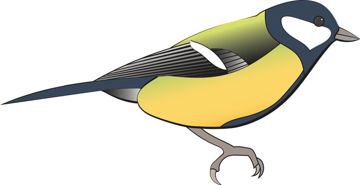 Great tit (Parus major) , with swedish name Talgoxe.