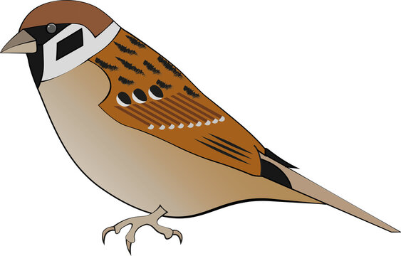 Eurasian tree sparrow (Passer montanus), also called Germain Sparrow or Pilfink.