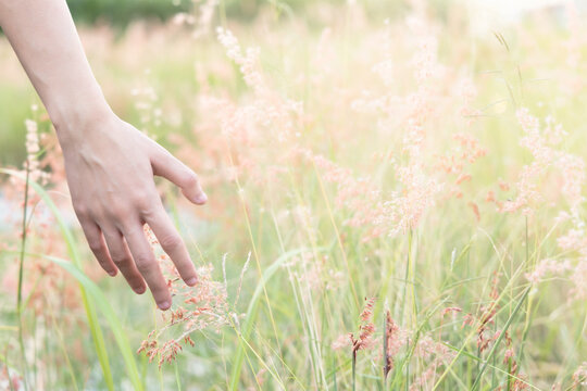 Hand touching summer vegetation in green field