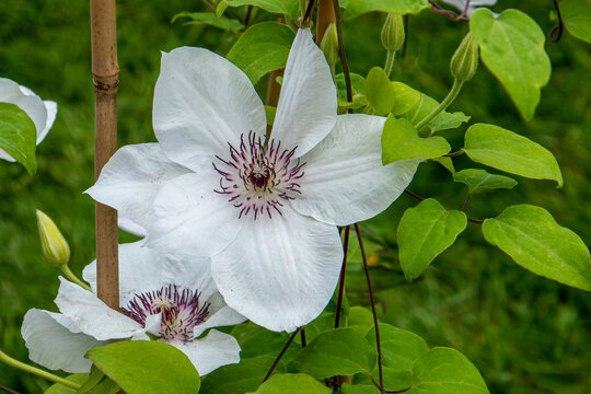 Clematis Hybride" Images – Browse 15 Stock Photos, Vectors, and Video |  Adobe Stock