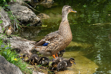 femelle colvert et ses petits canetons sur la berge d'un étang