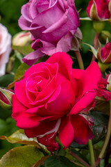 rose rouge dans un jardin