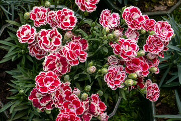 œillets Dianthus
