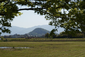 藤原宮跡と香久山