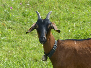 braune Ziege