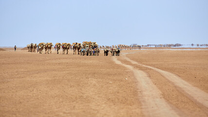 Obraz premium Salt caravan of camels hazed by mirage, Danakil Desert, Ethiopia