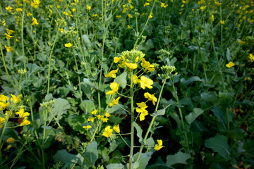 yellow flowers in the park