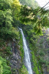 Fototapeta na wymiar 新緑の中の滝