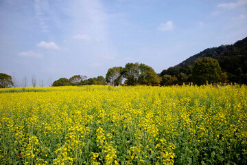 rapeseed field in spring