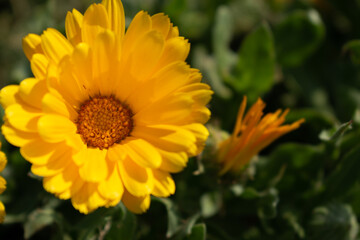 Beautiful yellow calendula officinalis flower close up in a garden on a green background