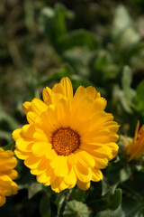 Beautiful yellow calendula officinalis flower close up in a garden on a green background