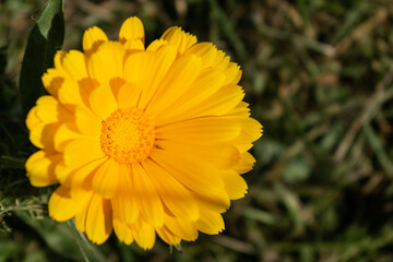 Beautiful yellow calendula officinalis flower close up in a garden on a green background